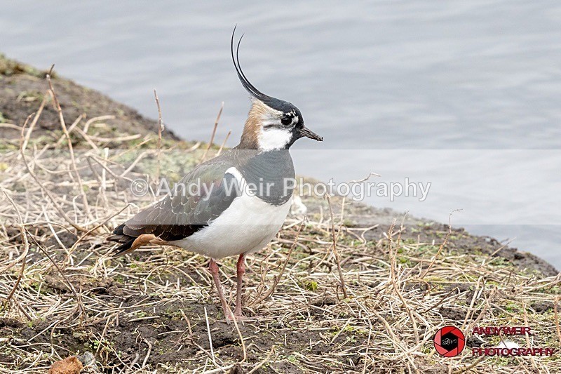 190322-untitled-8E0A3380 - Lapwing