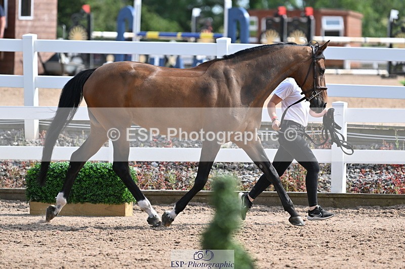 240717A-160242-03289 - Trot Up 4pm to 5pm