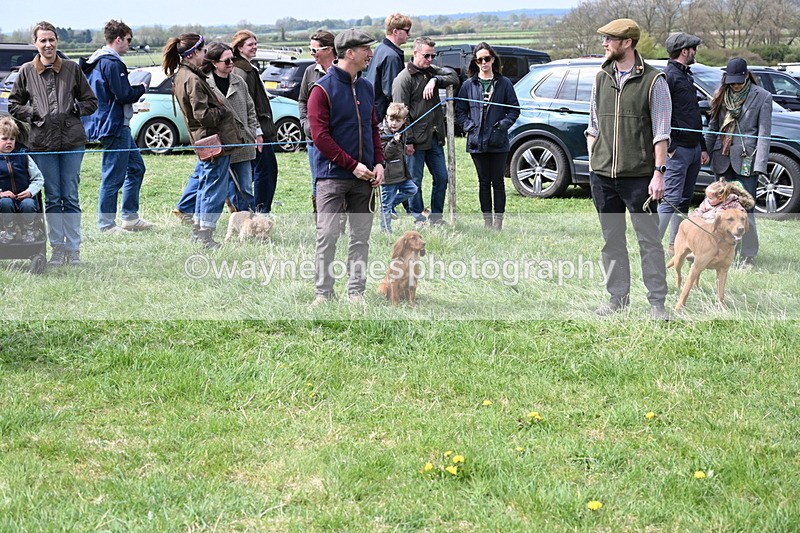 WJ6_8667 - Class 8 Best Working / Gun Dog or Bitch