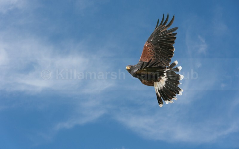 04 Janet Hill_Harris Hawk in flight - JANET HILL