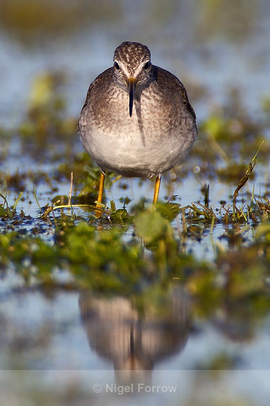 Lesser Yellowlegs (juvenile) frontal view - Lesser Yellowlegs
