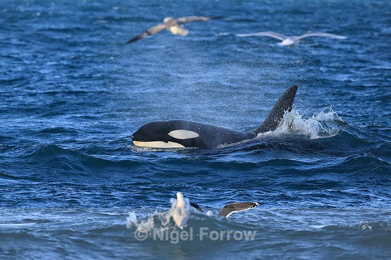 Orca surfaces, Snæfellsnes peninsula, Iceland - Dolphin