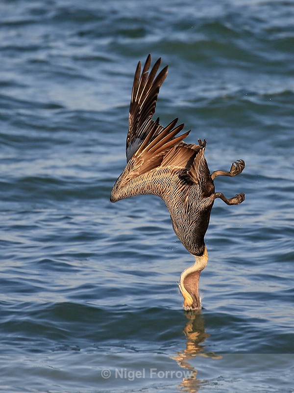 Diving Brown Pelican enters water vertically, Sanibel Island, Florida - Brown Pelican