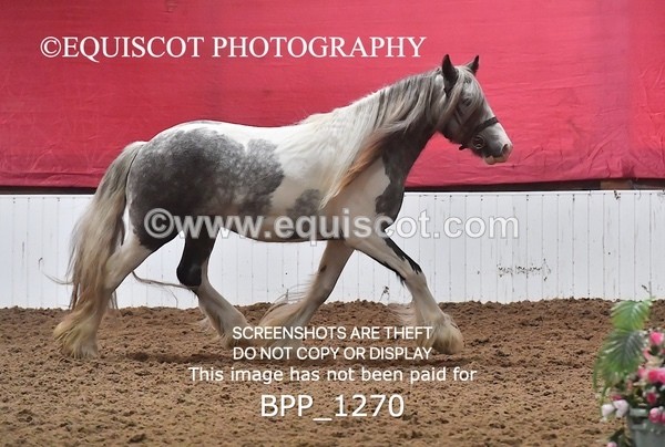 BPP_1270 - MORNING 9AM - 12PM