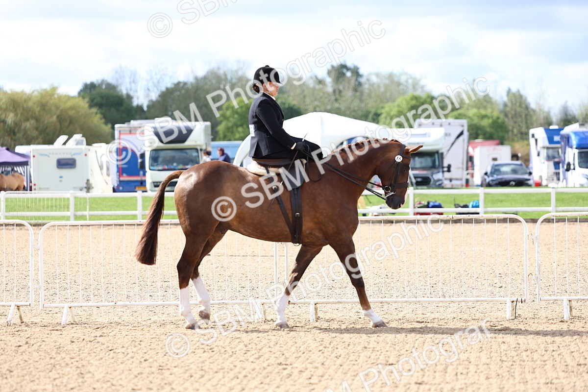 SBM_10748 - Class 305 - Ridden Foreign Breeds - Pure Bred