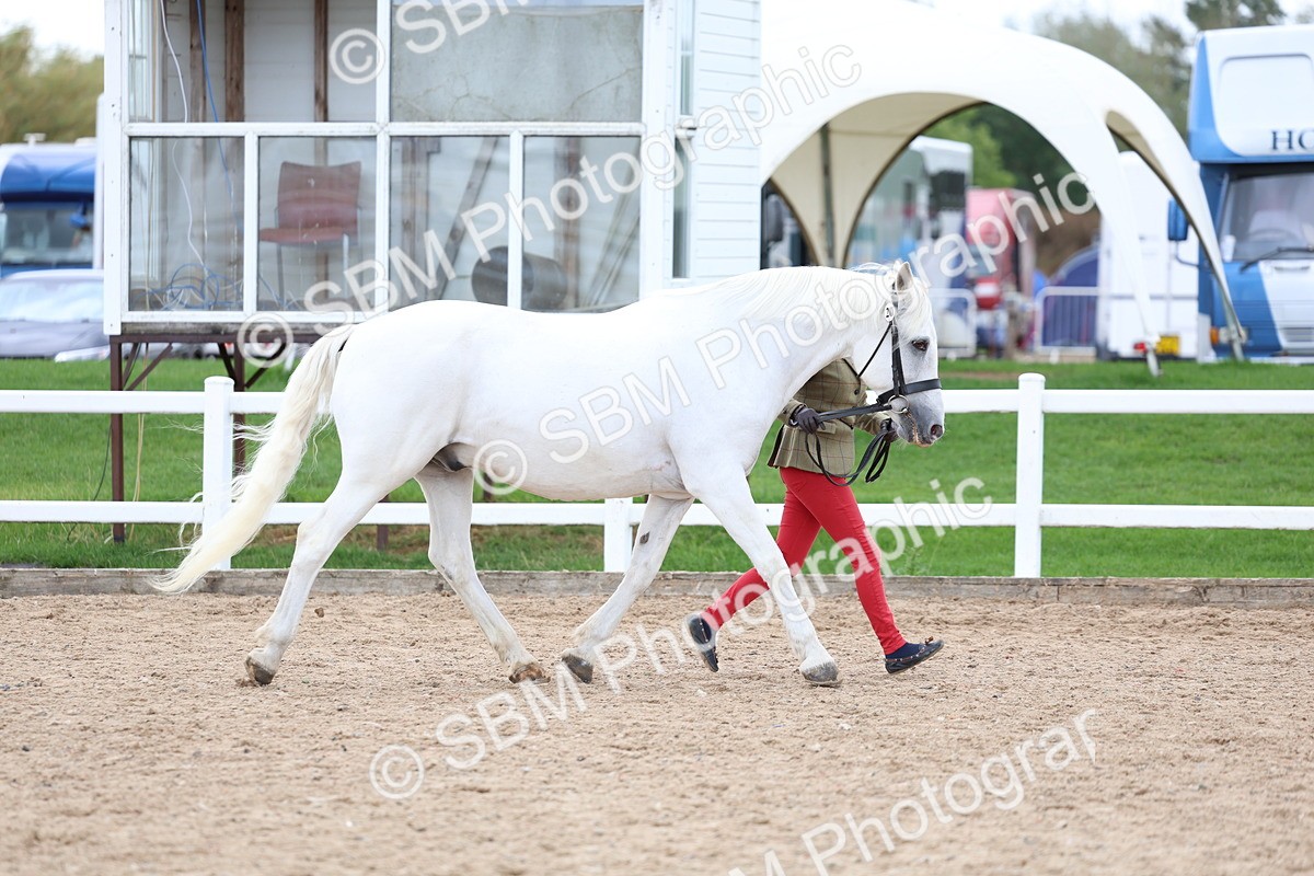 SBM_05119 - Class 27 - IH Competition Horse or Pony