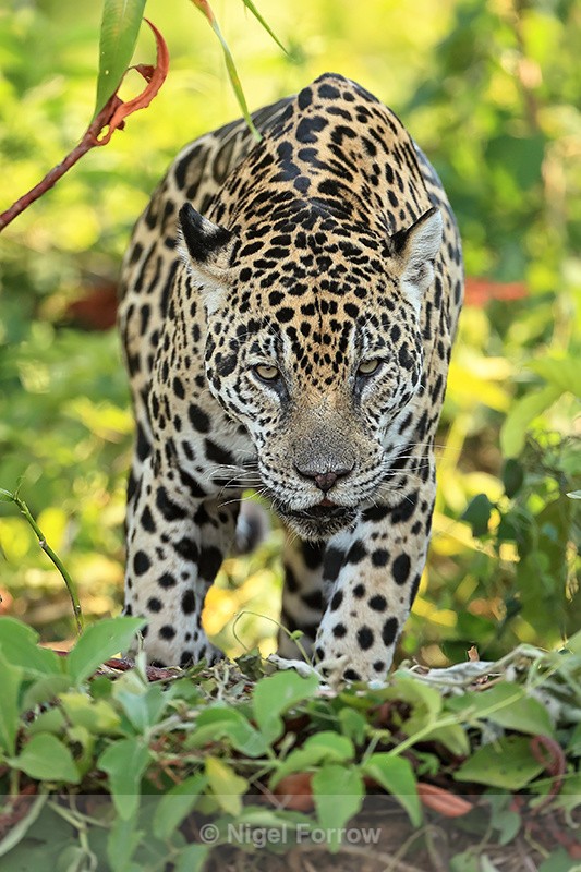 Adult female Jaguar approaches, front view, Rio Sao Lourenco, Brazil - Jaguar