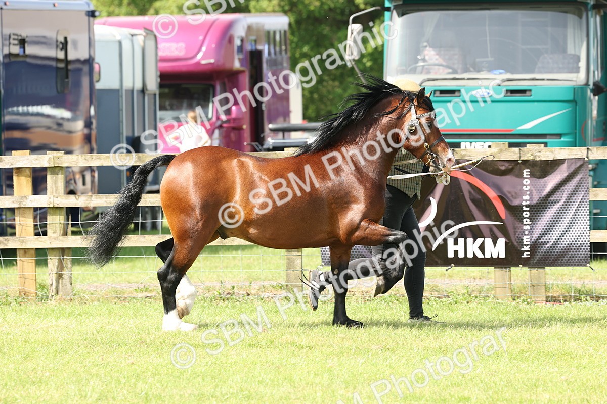 SBM_02109 - Class 6-13 - Mountatin and Moorland In Hand Welsh Breeds