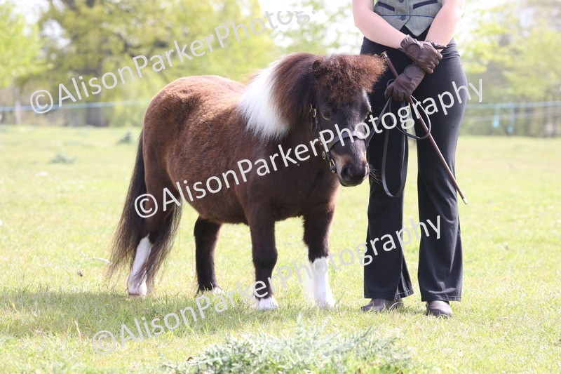 20260426-3160 - Class 26 - Shetland Ponies and Minitures