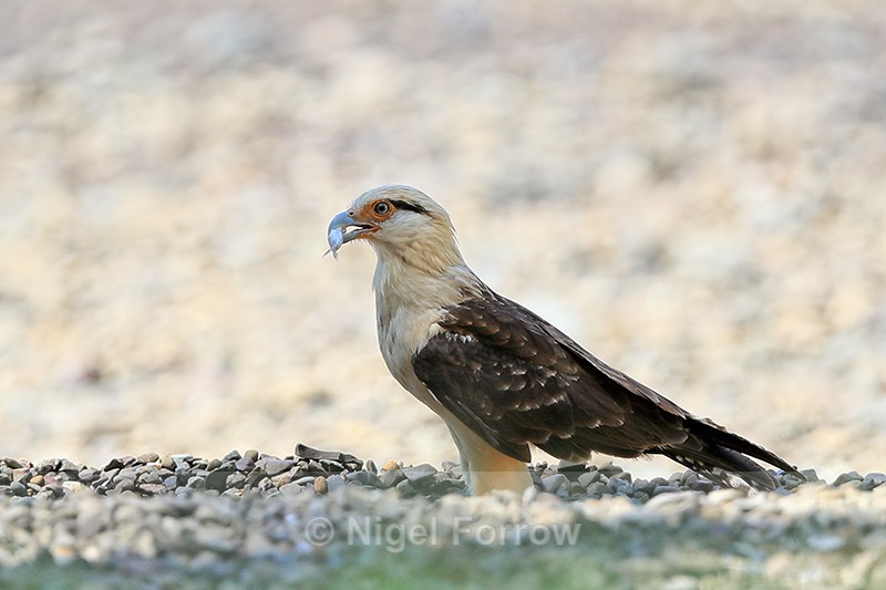 Yellow-headed Caracara with food, Costa Rica - Yellow-headed Caracara