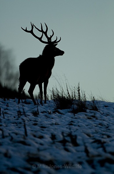 RED DEER ref rd 6a - THE DEER IN WINTER