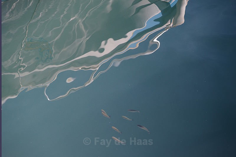 Nessie? - Water gazing