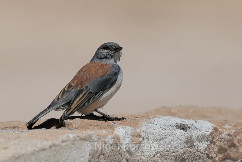 Red-backed Sierra-Finch, El Tatio Geyser Field, Chile - Red-backed Sierra-Finch