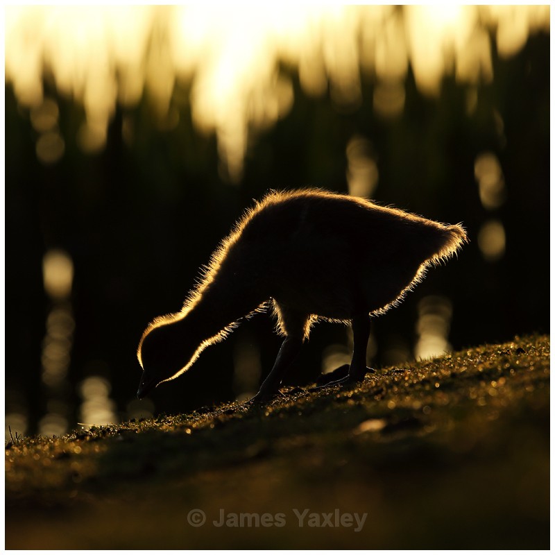 Rim Lit Gosling - Latest Work