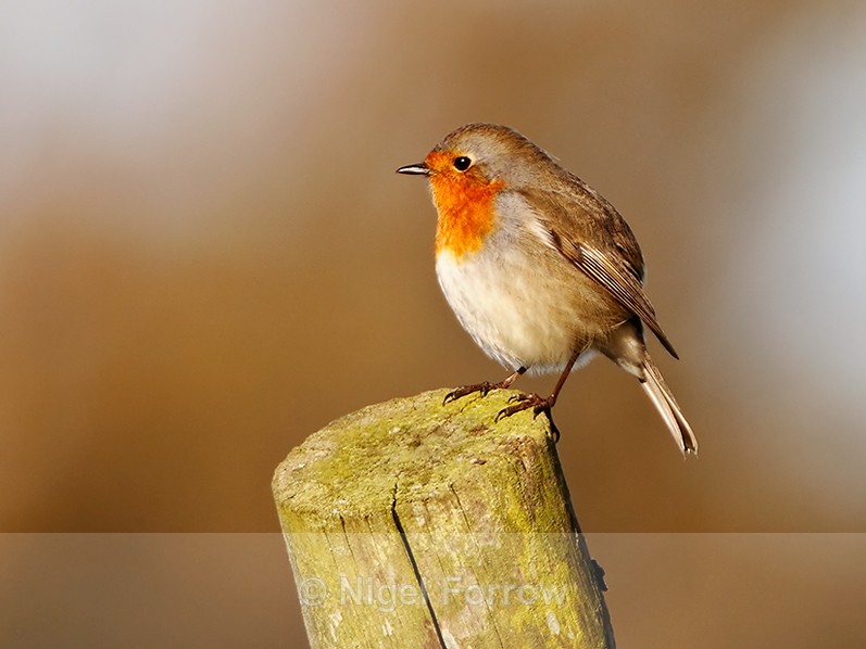 Robin perched on a fence post in morning light at Durlston - Robin