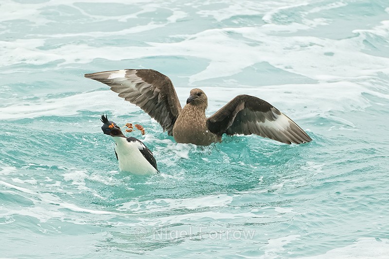 Brown Skua forces Imperial Shag to regurgitate food, Saunders Island - Falkland (Brown) Skua