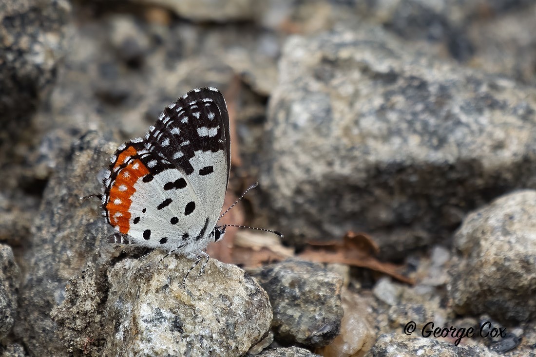 Red Pierrot - Sri Lanka