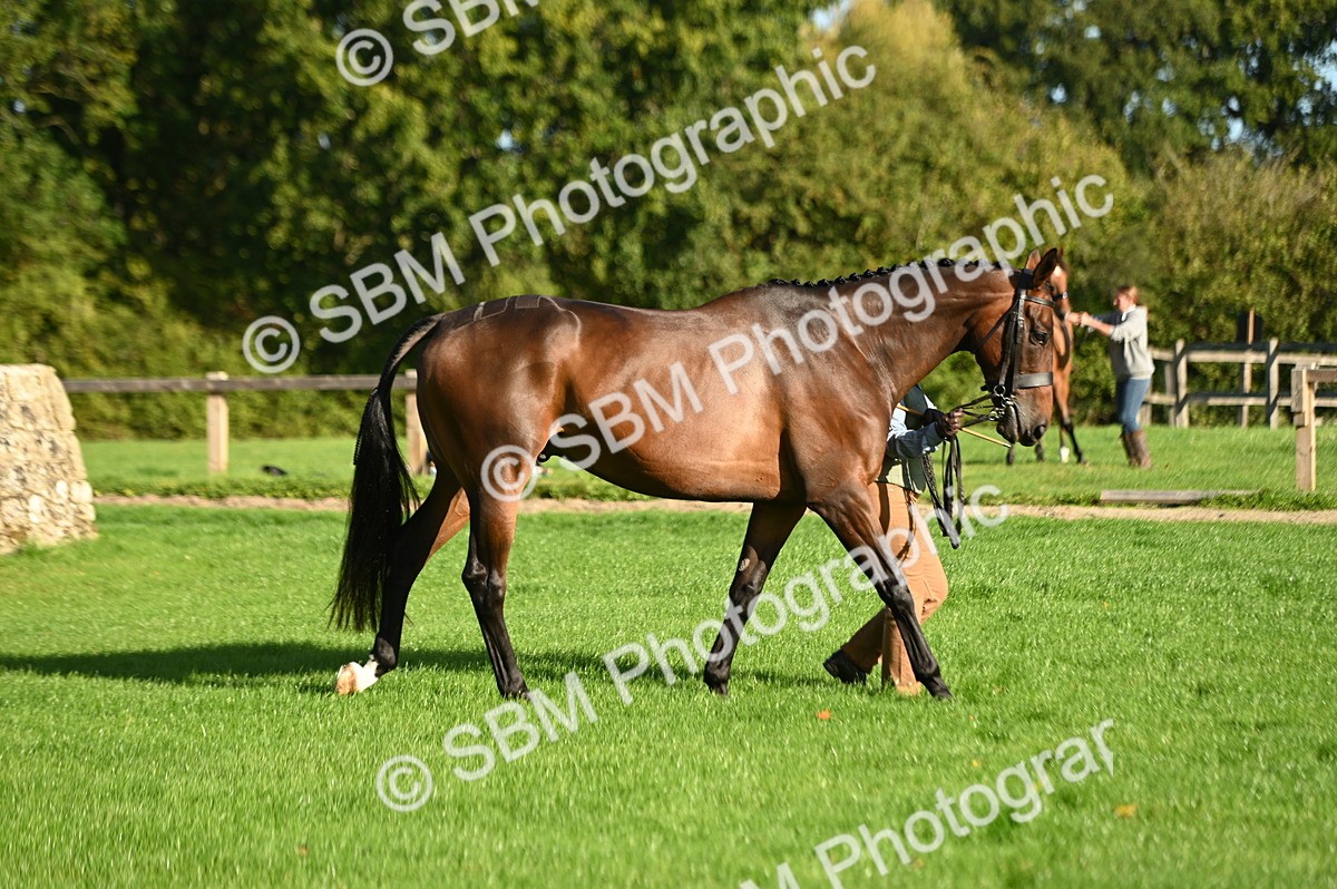 SBM_14699 - S1 - TSR in Hand Horse & Pony Showing