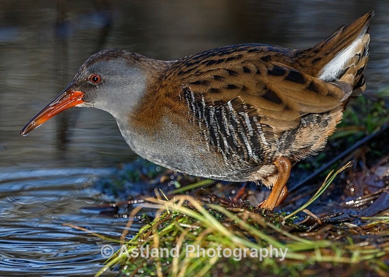 Astland Photography, Bird and Wildlife Images, Susan and Peter Wilson, U.K.
