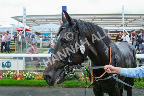 080925-Race 1-Proud Nation-7588 - Race 1 2.30pm Enter ITV7 For Free Confined EBF Maiden Stakes