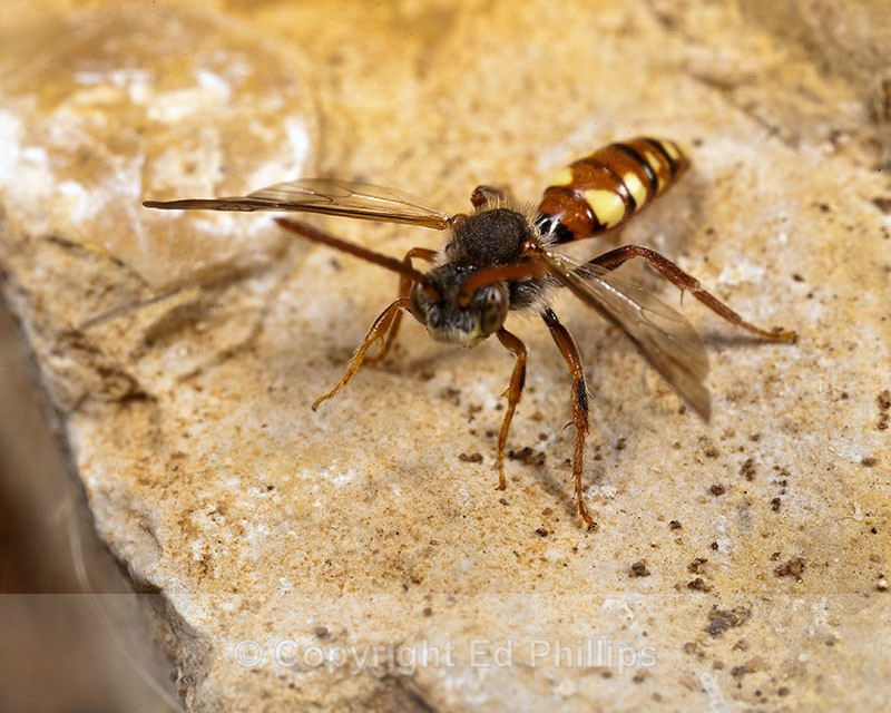 Nomada hirtipes (m) - Nomada hirtipes