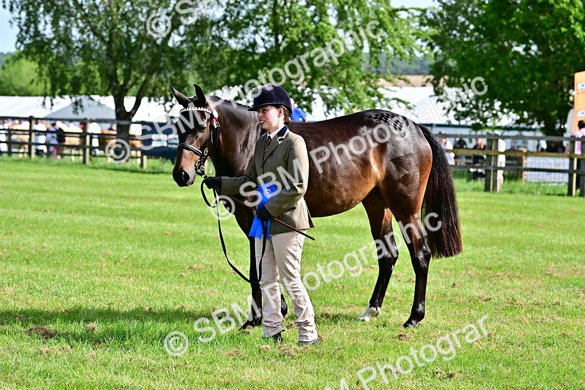 SBM_01106 - Class 46-49 - Arab and Part Bed-Anglo Arab In Hand