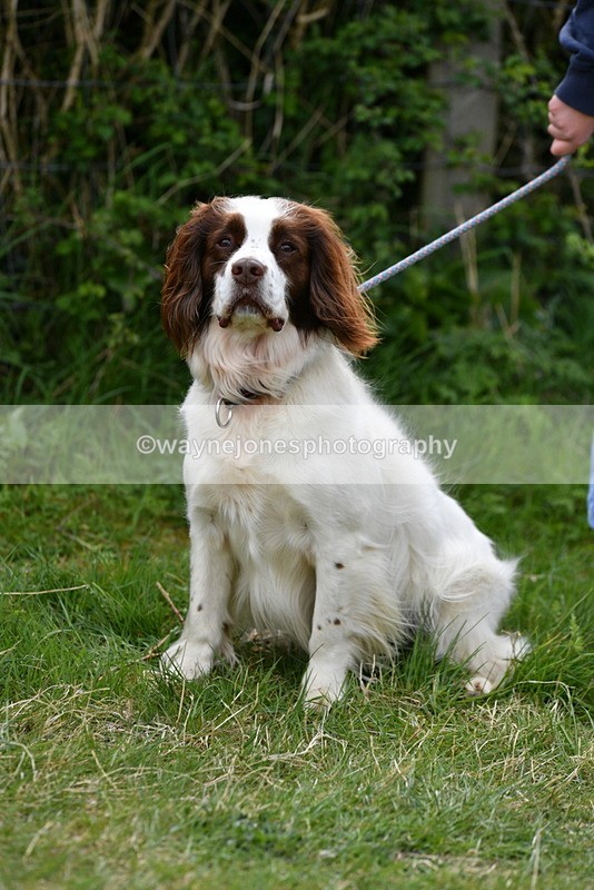 WJ5_0149 - Class 5 Best Veteran / 7 years & over