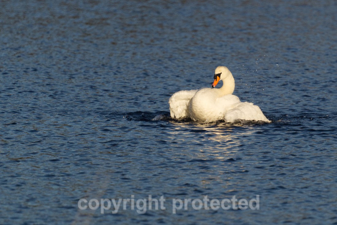 Mute Swan - Lackford Lakes - Suffolk - Birds
