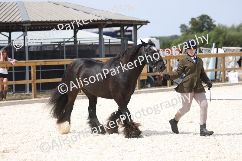 20260802-1521 - Class 16 - Best Horse or Pony
