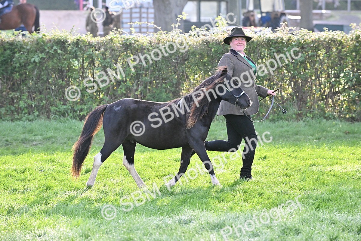SBM_55303 - S44 - Youngstock In Hand