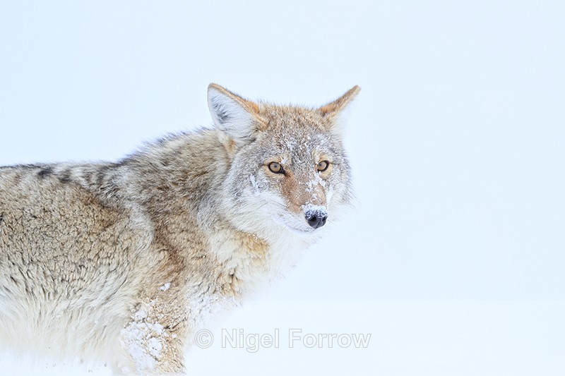 Coyote, white background, Hayden Valley, Yellowstone National Park - Coyote