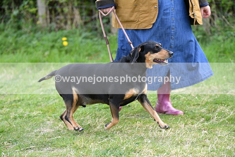 WJ5_0050 - Class 5 Best Veteran / 7 years & over