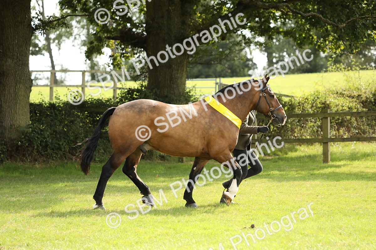 SBM_66266 - In Hand Pony & Youngstock Supreme Championship