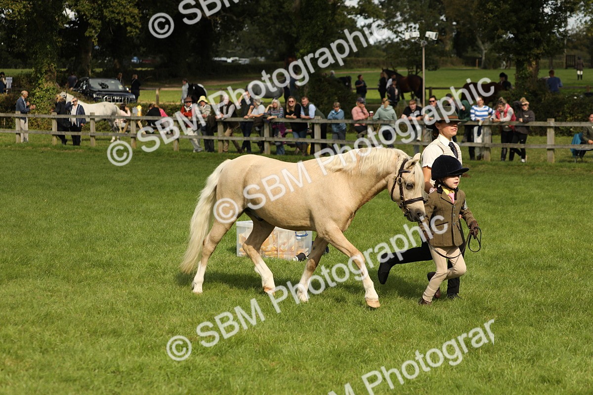 SBM_62775 - S46 - Mountain & Moorland In Hand Small Breeds