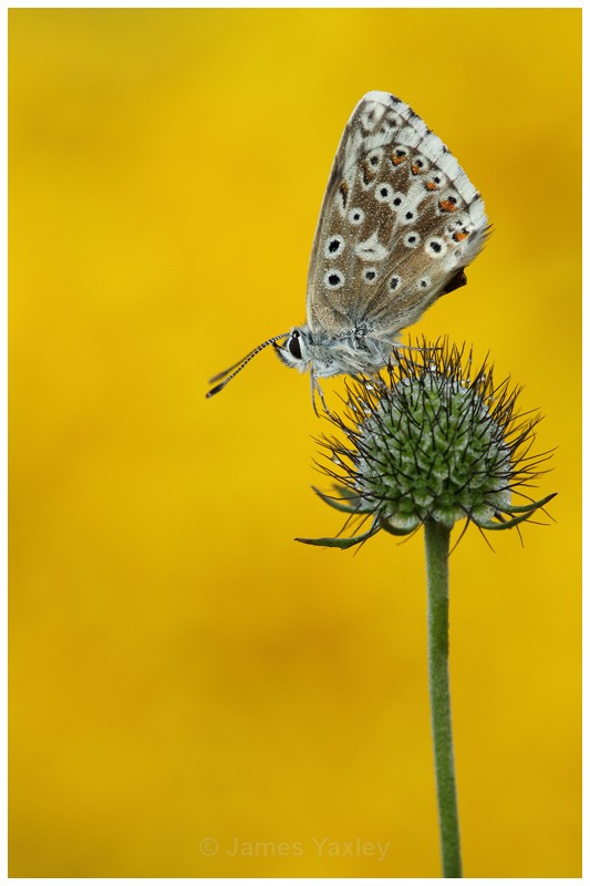 Chalk Hill Blue on Scabious Seed Head - Latest Work