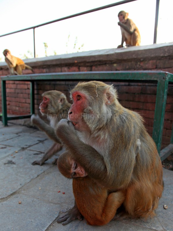 Macaque Monkeys in Katmandu in nepal_0012 - UK and International Urban Wildlife