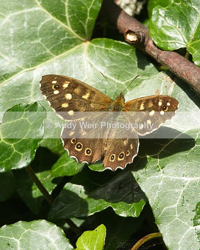 20110904-_MG_6658 - Butterflies & Moths