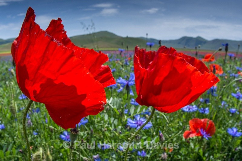  - Plants: wide-angle