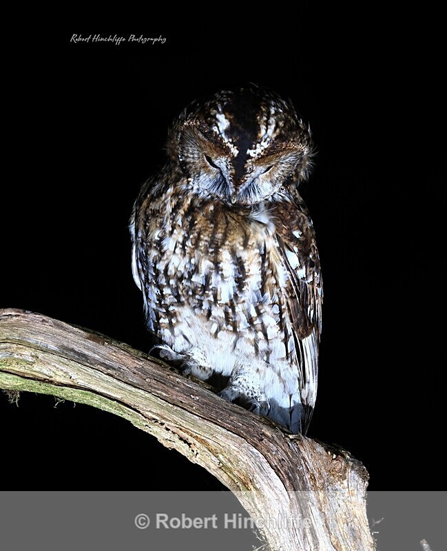 Tawny Owl - United Kingdom