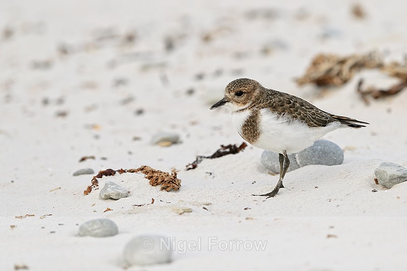 Two-banded Plover (juvenile), Volunteer Point, Falklands - Two-banded Plover
