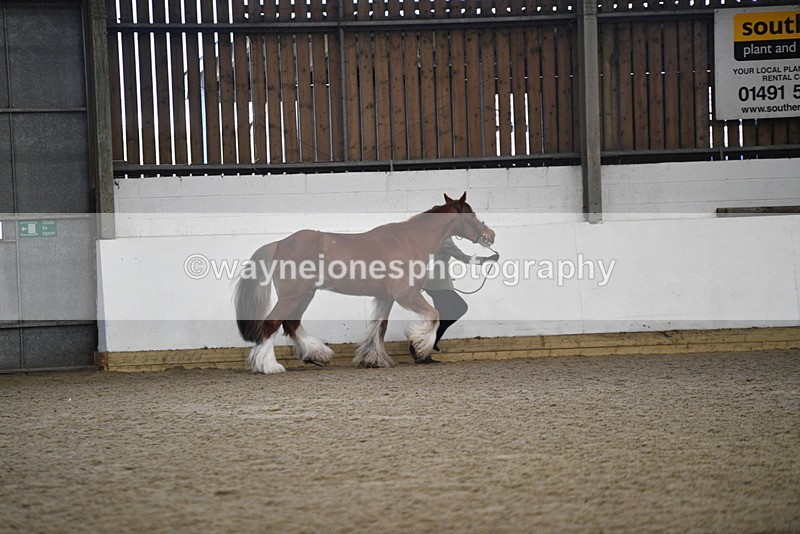 WJ5_5285 - Class 8 In hand cob