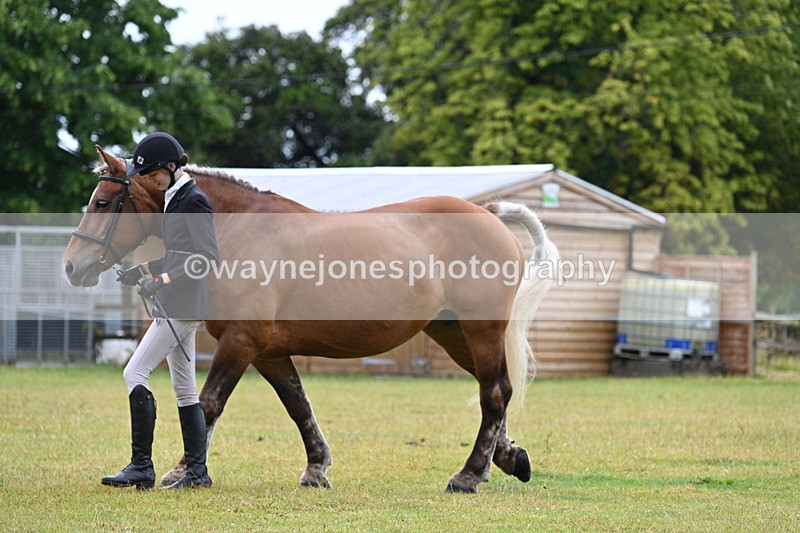 WJ7_6446 - Class 4a Prettiest Mare over 14hh