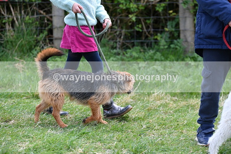 WJ5_0252 - Class 7 Best Terrier