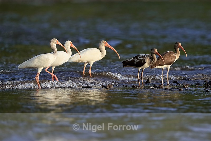 White Ibises nervous of incoming tide, Playa Cativo Lodge, Costa Rica - White Ibis