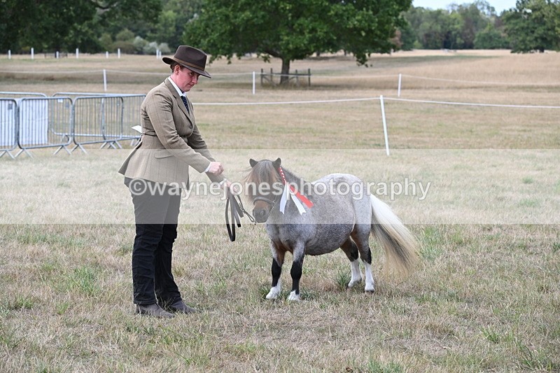 WJ6_7119 - Class 21 Shetland & Mini Horses