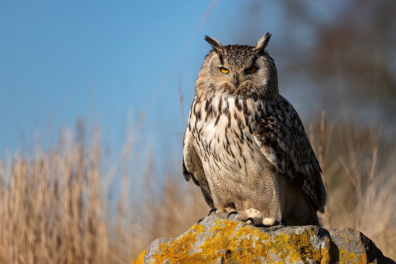 It's those eyes... - Wildlife