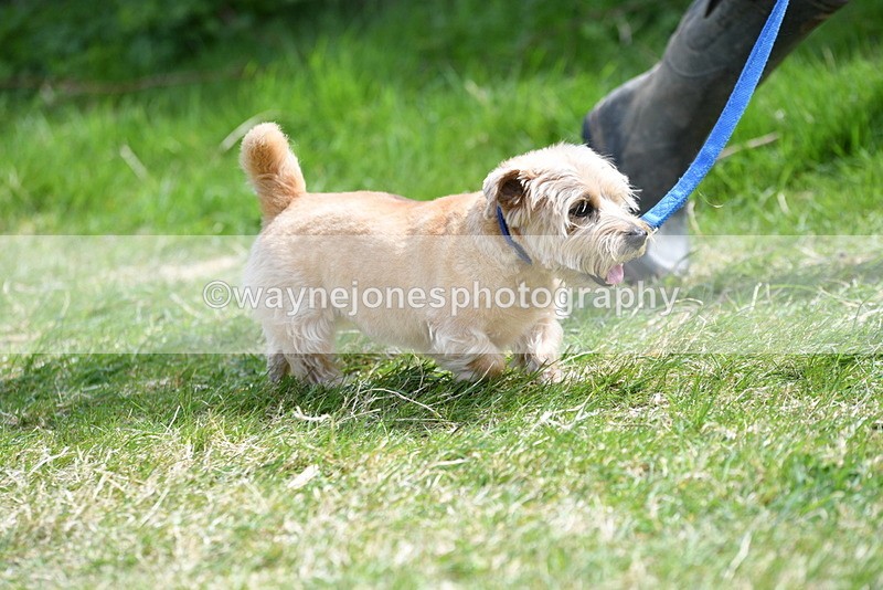 WJ5_0351 - Class 7 Best Terrier