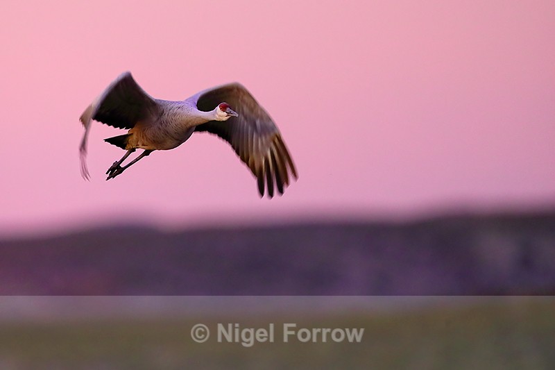 Sandhill Crane takes off at dawn, Bosque del Apache, New Mexico - Sandhill Crane