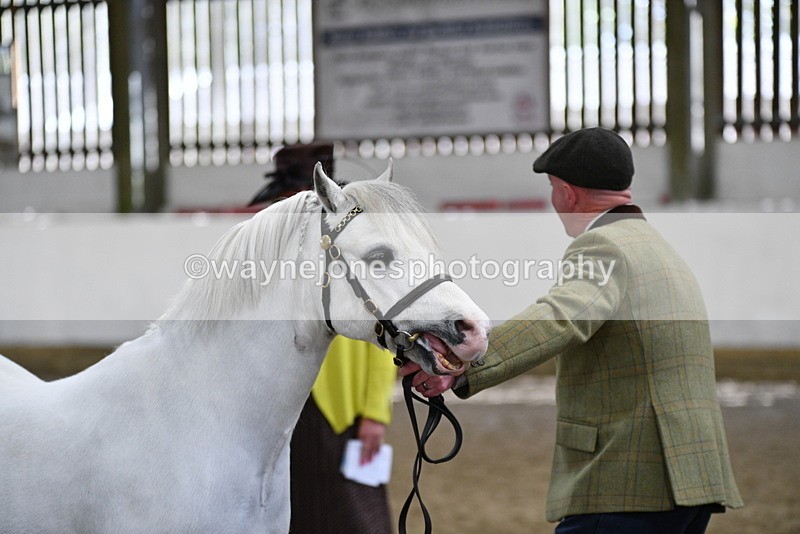 WJ5_5318 - Class 4 In hand M&M - small breeds