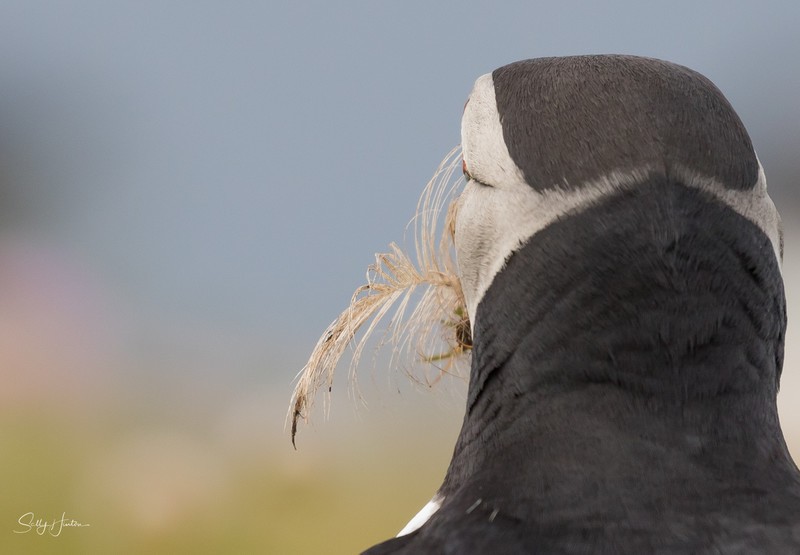 Cute Puffin 23